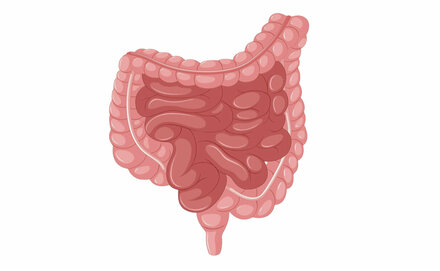 Abbildung Dünndarm, Dickdarm und Enddarm (Bereich Koloproktologie)